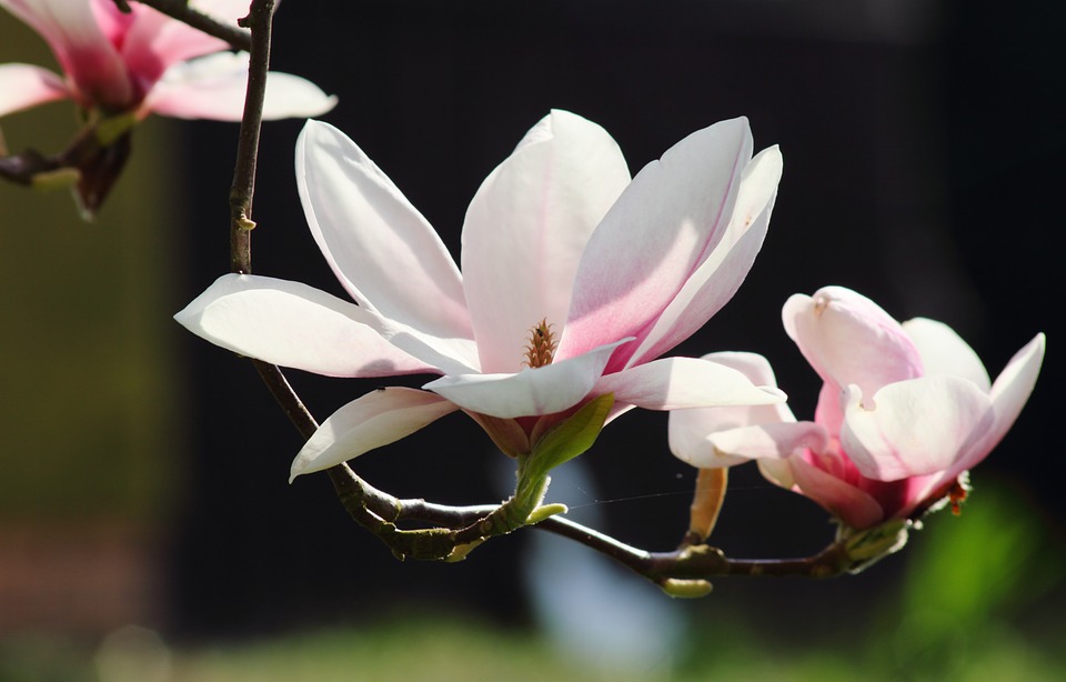 玉兰花的花语和玉兰花的寓意分别是什么