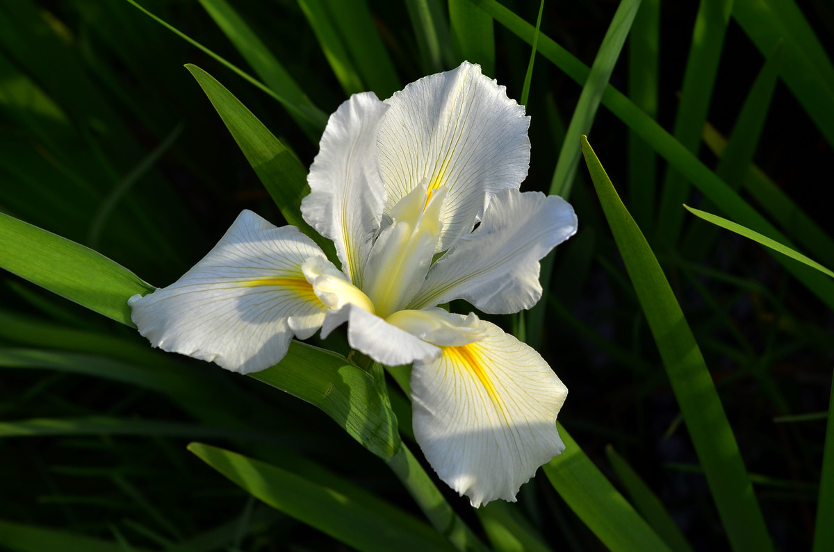 菖蒲花花语