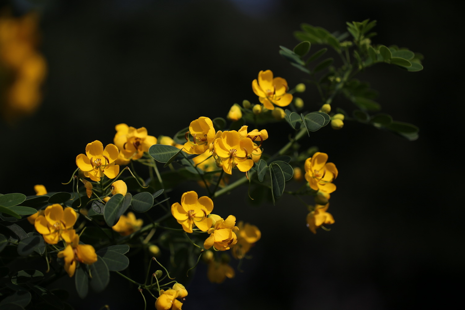 黄槐决明花语寓意