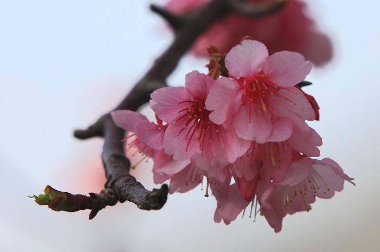 山樱花