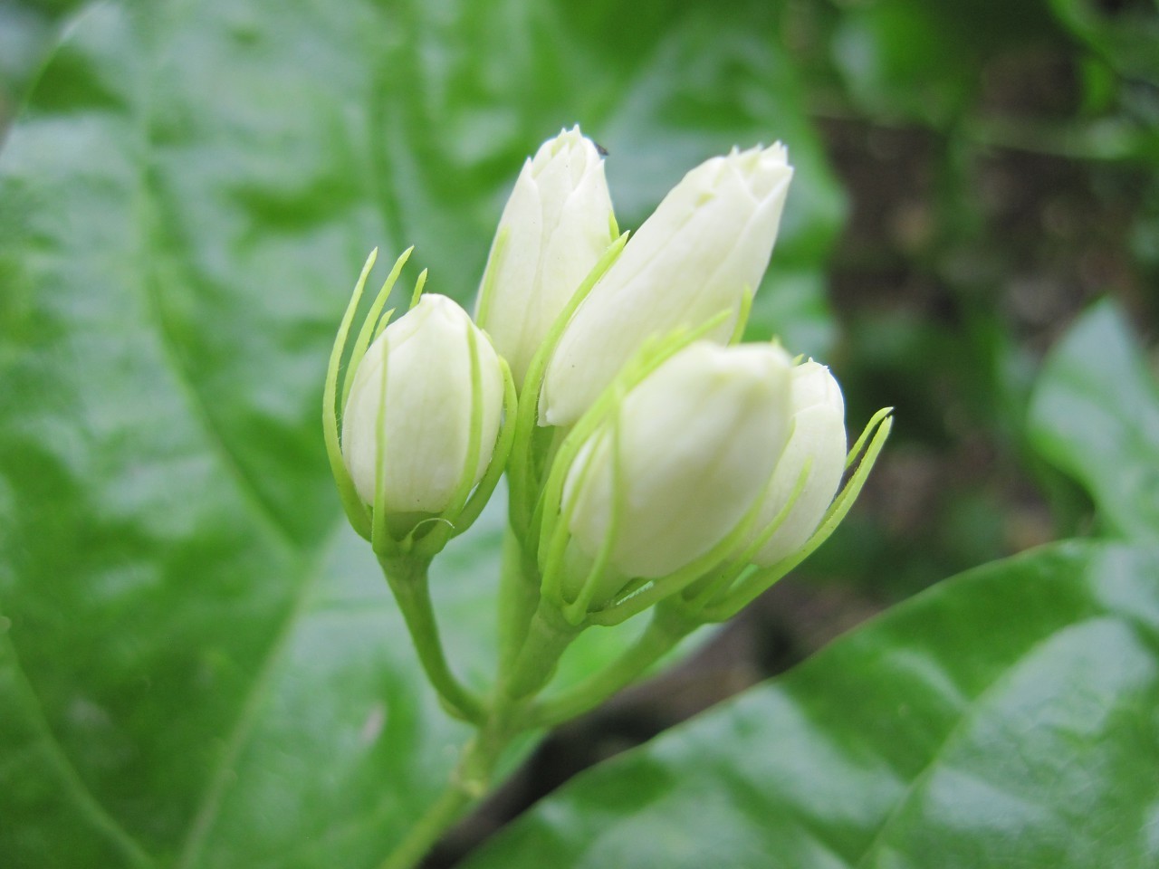 茉莉花的花语是什么