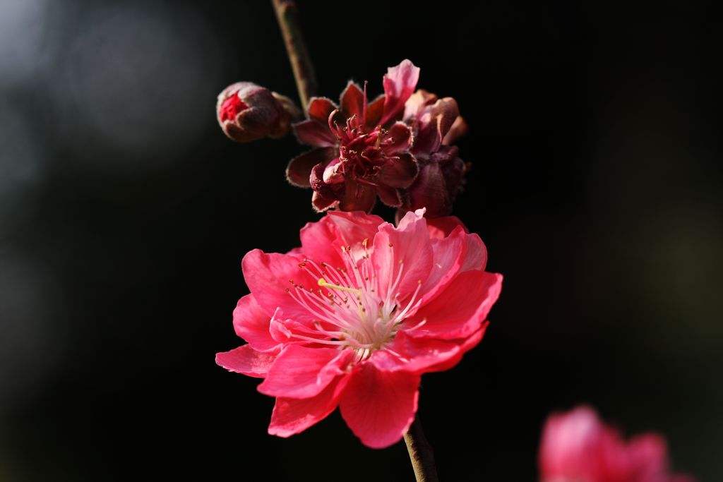 桃花鲜花