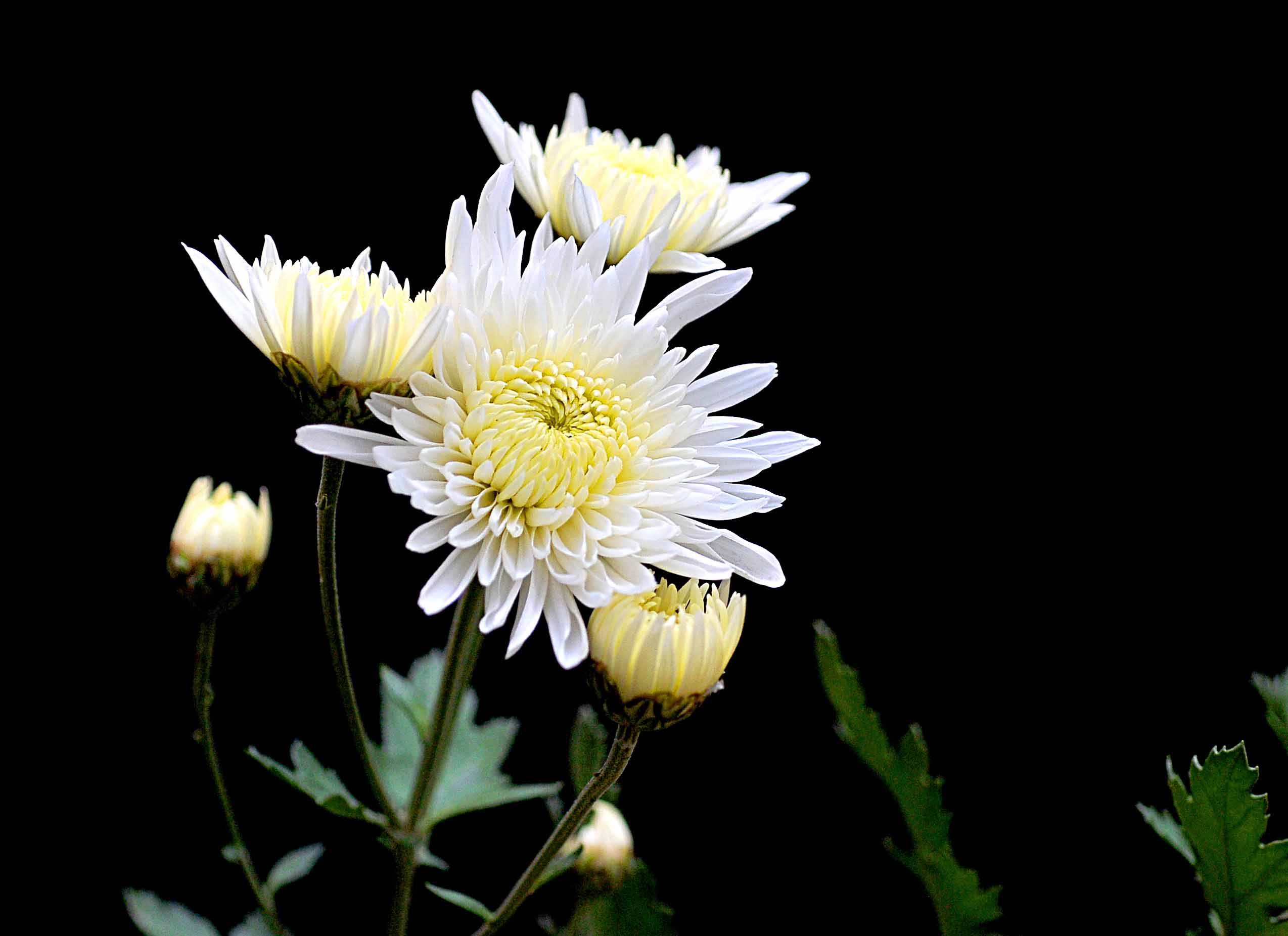 菊花鲜花