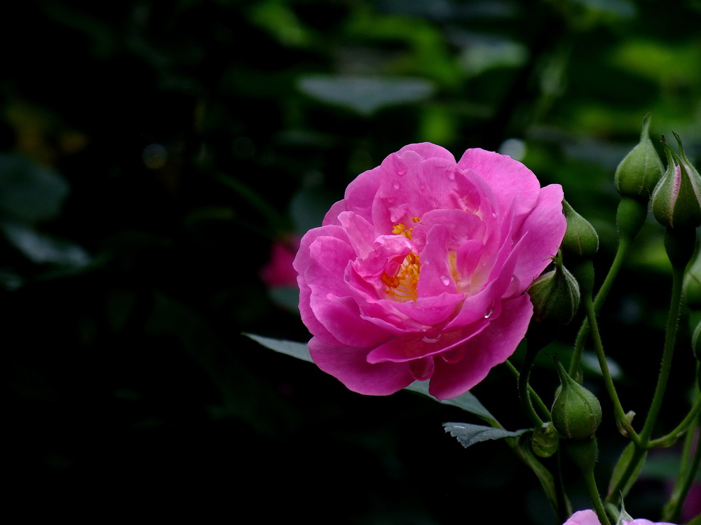 蔷薇花的样子图片