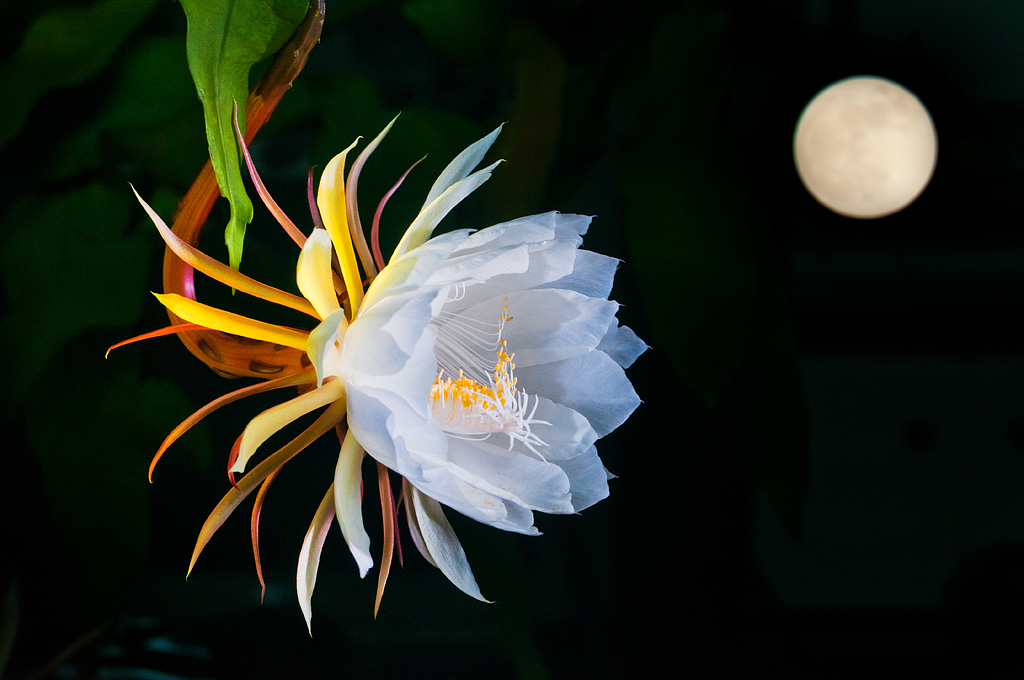 昙花花语和昙花的寓意是什么