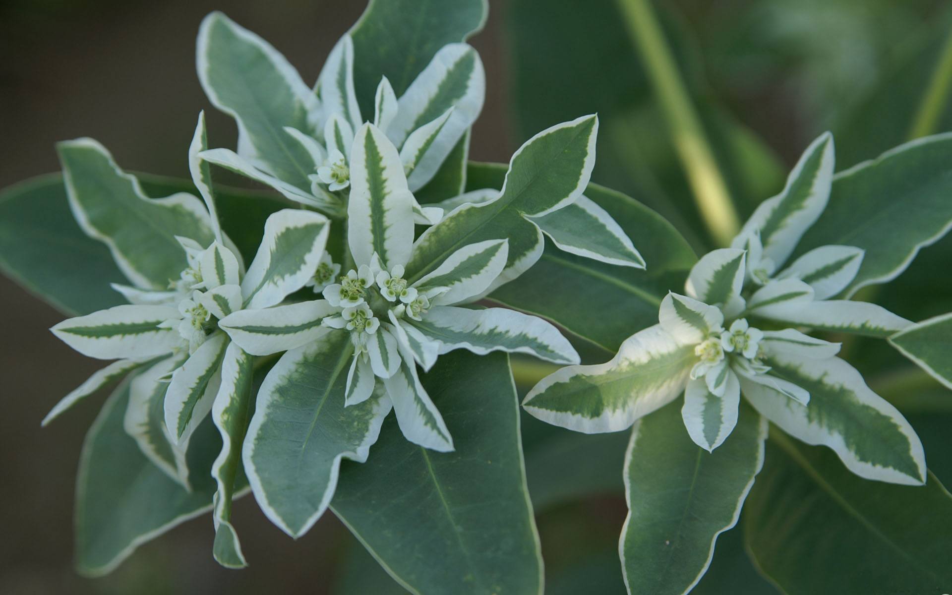 高山积雪是什么花别名又叫银边翠