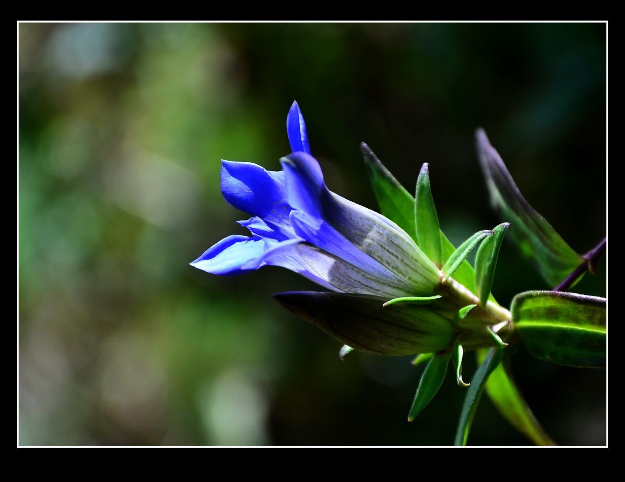 龙胆草的花语是什么龙胆草的传说是什么