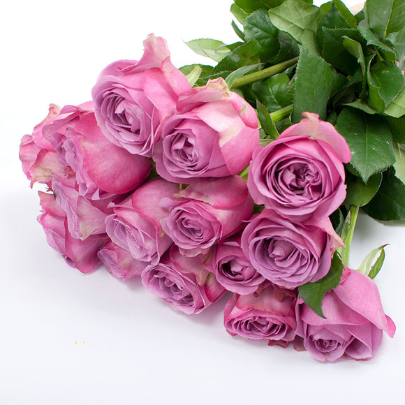 紫玫瑰的花语以及代表含义是什么