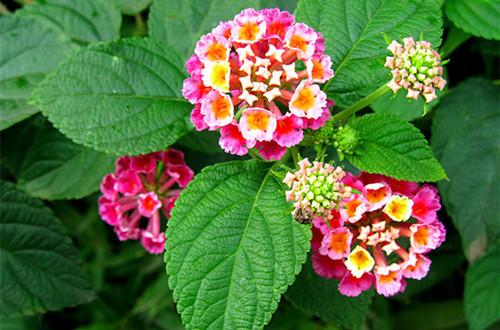 6969三,逐蝇梅6969食虫草是一种菊科草本植物,可长到一米来高