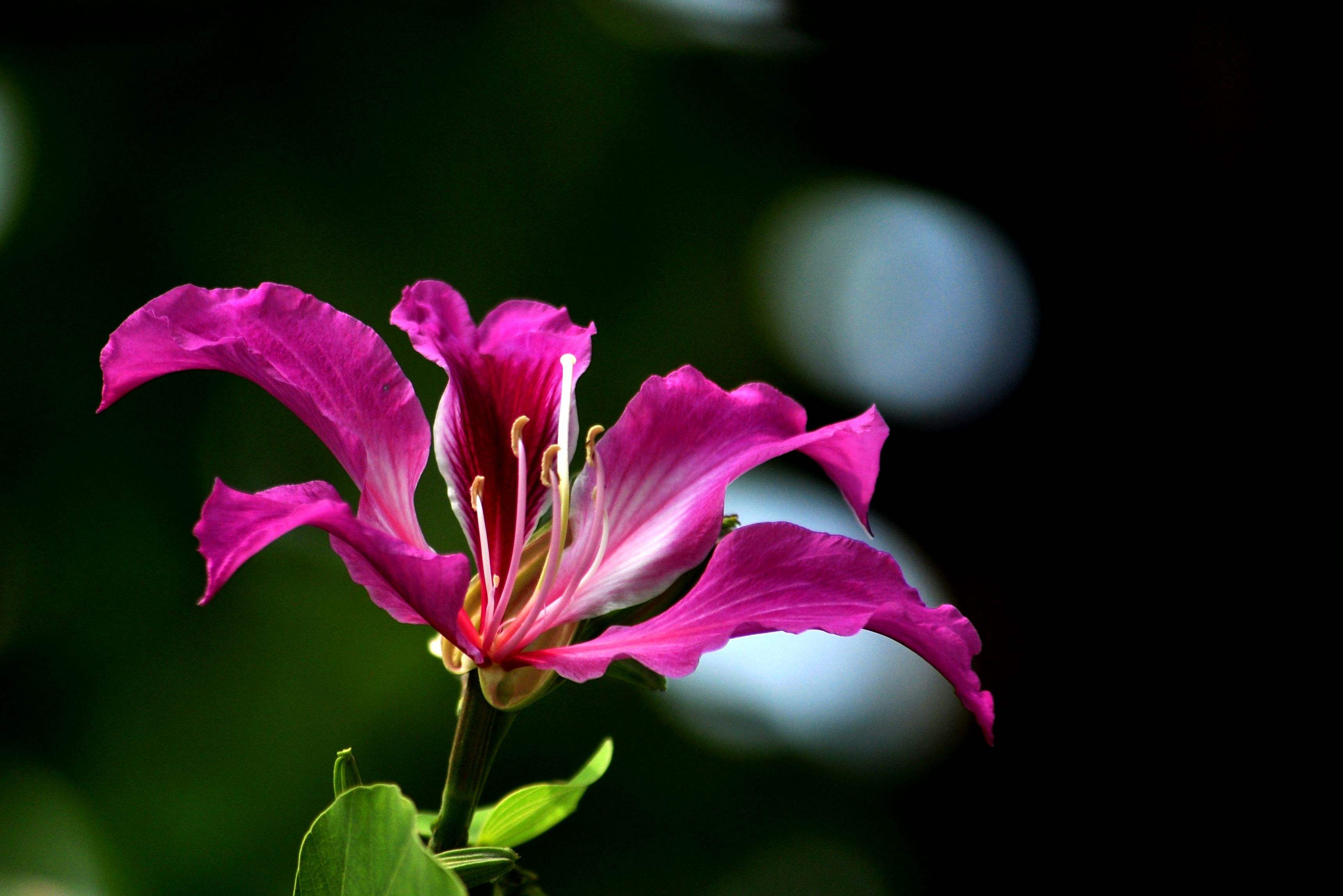 这些花虽美，但不要轻易入室