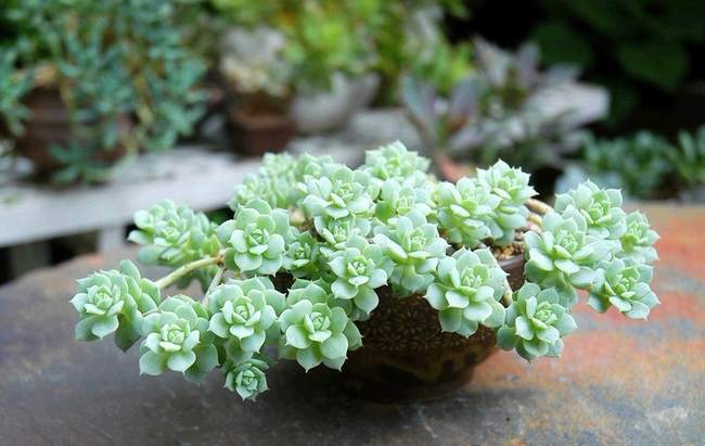 什么植物防辐射效果好植物防辐射原理