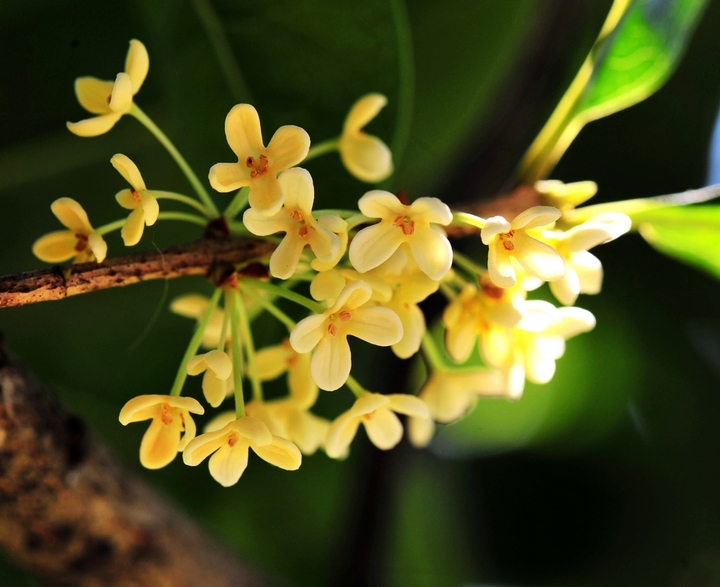 桂花4种常见花卉不开花原因总结