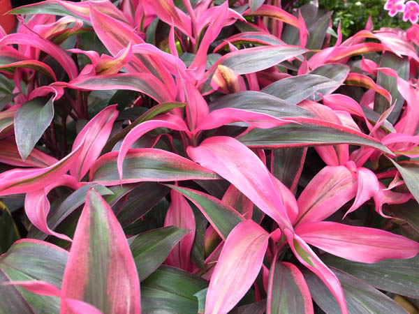 朱蕉的养殖方法和注意事项简介