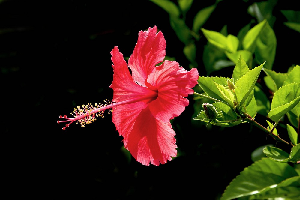 朱槿花期是什么时候朱槿开花时间介绍