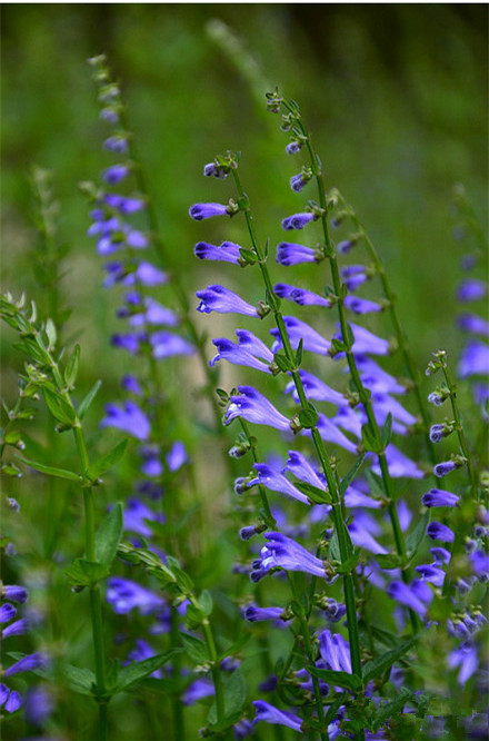 半枝莲是一种什么植物半枝莲图片及简介