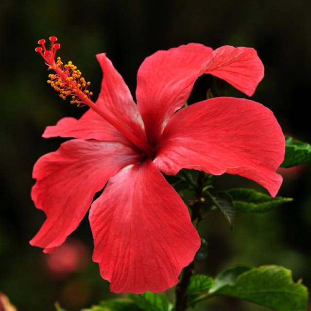 扶桑花什么时候开花？扶桑花期介绍