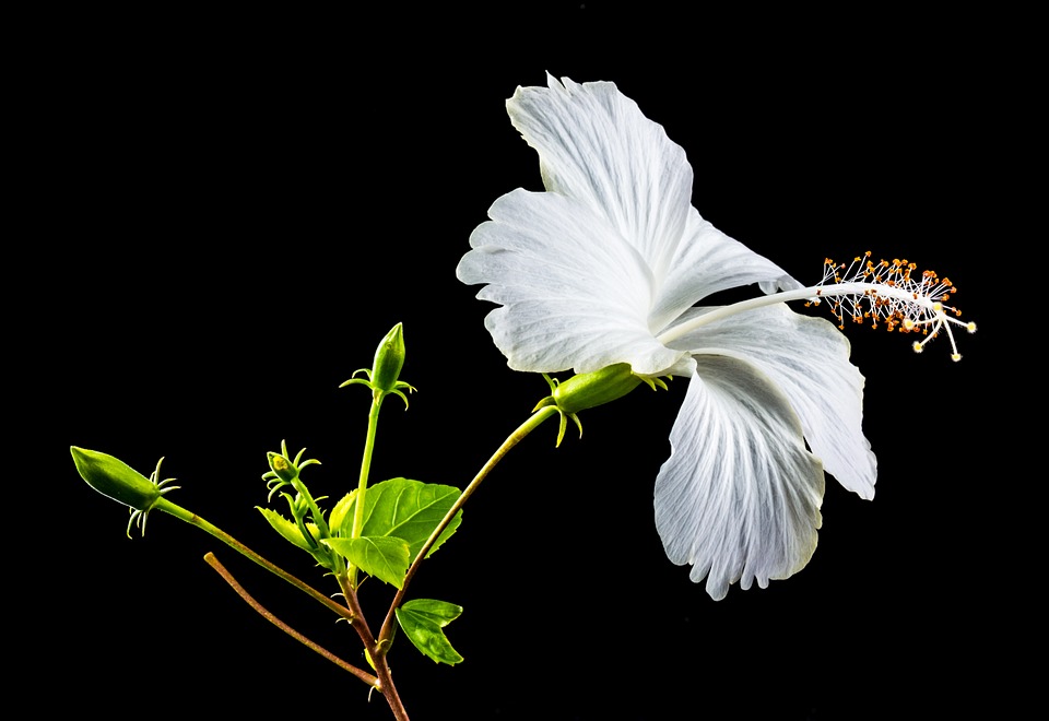 芙蓉花怎么养