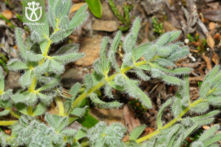 矮生野决明是一种什么植物？矮生野决明图片及简介