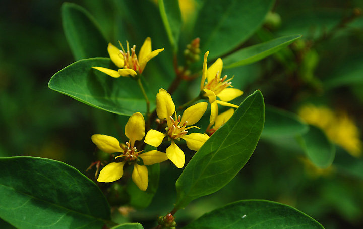 金英花是一种什么植物金英花图片及简介