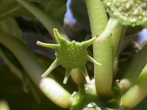 臭桑是一种什么花卉植物？臭桑图片及简介