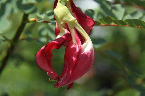 大花田菁是一种什么植物？大花田菁(木田菁)图片及简介