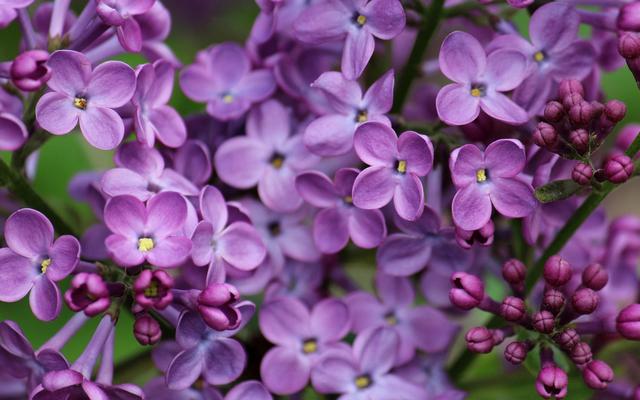 紫色丁香花的传说及花语