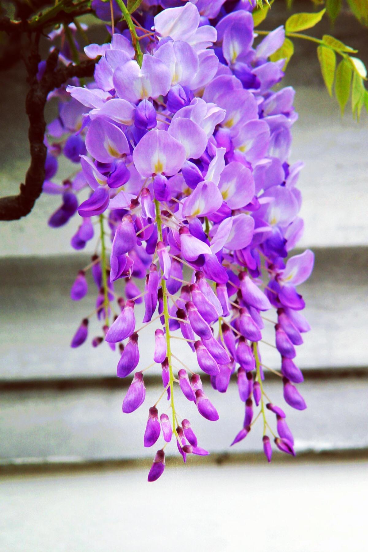 紫藤花的花语和寓意