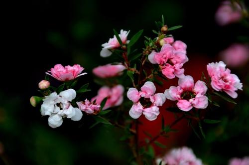 松红梅的花语 