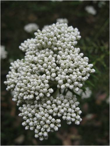 小米花的花语是什么 娟蝶鲜花蛋糕网