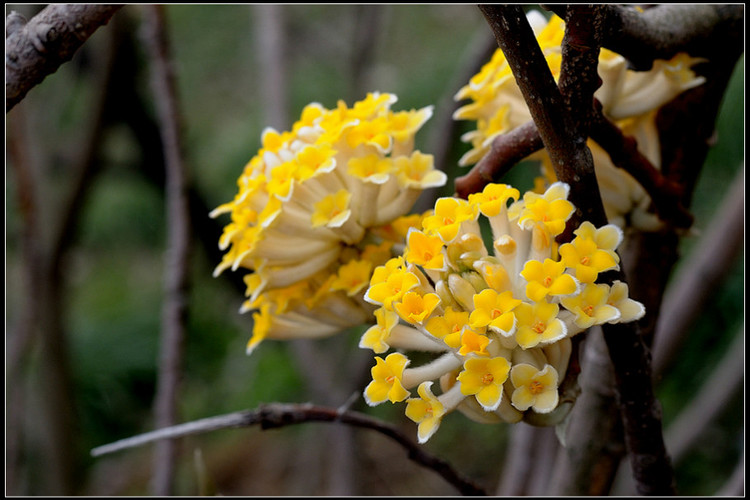 结香花花语 