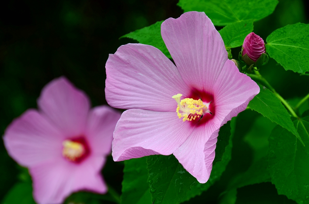 芙蓉葵的品种简介