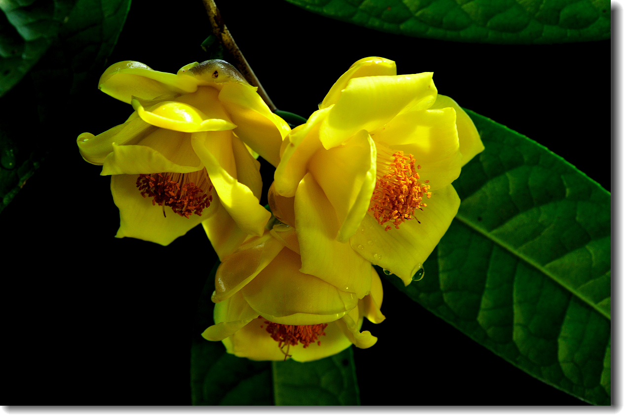 金茶花的栽培要点是哪些