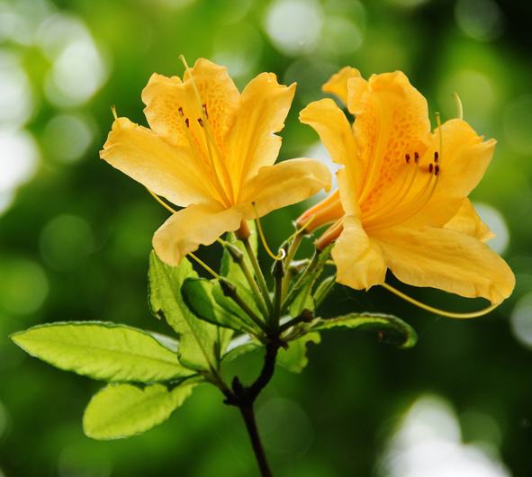 哪些花严禁入室？卧室不宜放哪些花