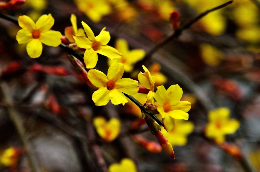 迎春花的花语是什么？迎春花的传说是什么？