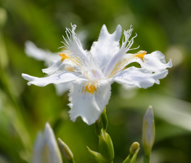 白色鸢尾花花语是什么 娟蝶鲜花蛋糕网
