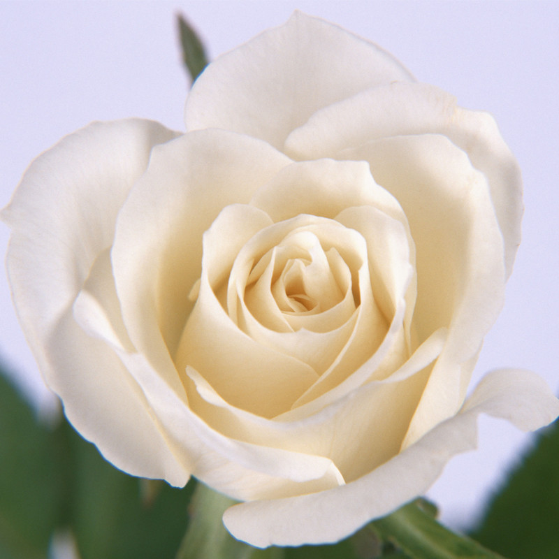 浪漫爱情-33支精品白玫瑰