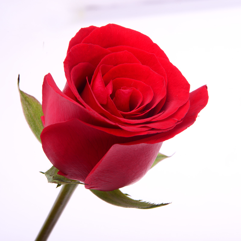 爱你的季节-33支精品红玫瑰