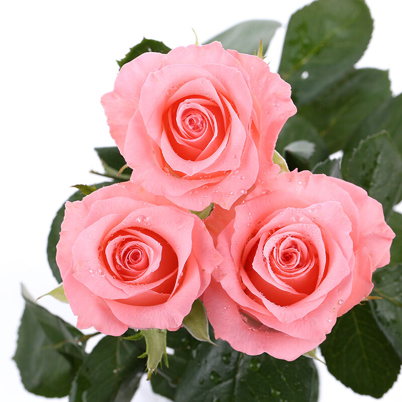 粉色浪漫-33支精品粉玫瑰