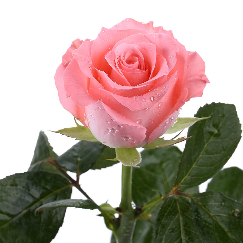 粉色浪漫-33支精品粉玫瑰