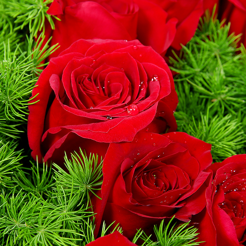 爱情的誓言-33支精品红玫瑰
