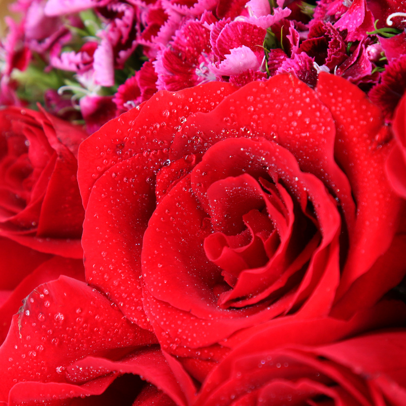 浪漫的梦-33支精品红玫瑰