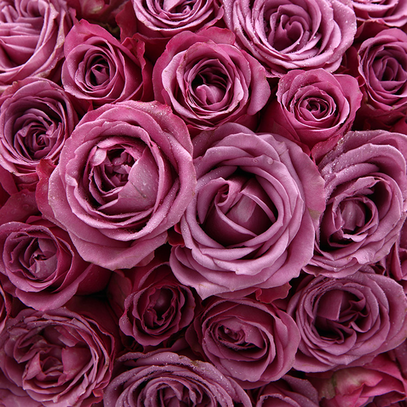 为你动情-99支精品紫玫瑰