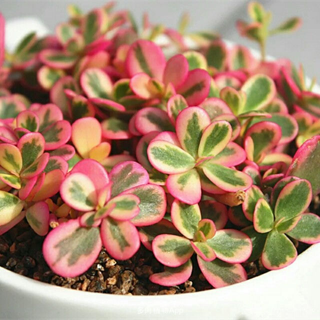 彩虹马齿苋的养殖方法是什么?-娟蝶鲜花蛋糕网