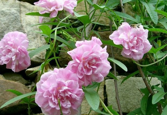 缠枝牡丹一般都怎么养?