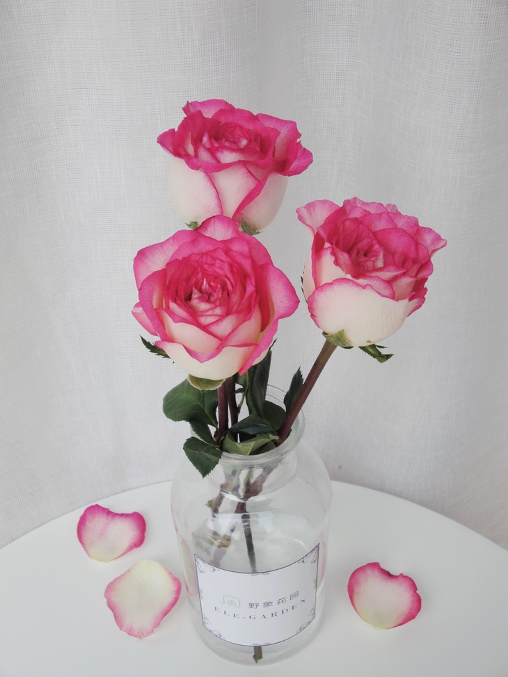 常用的鲜切花——双色粉玫瑰(花边色)
