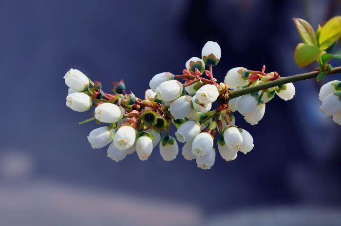 你見過藍莓花嗎藍莓花花語是什麼