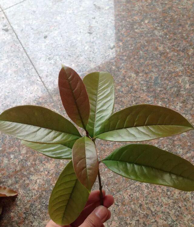 请问一下这是什么植物?